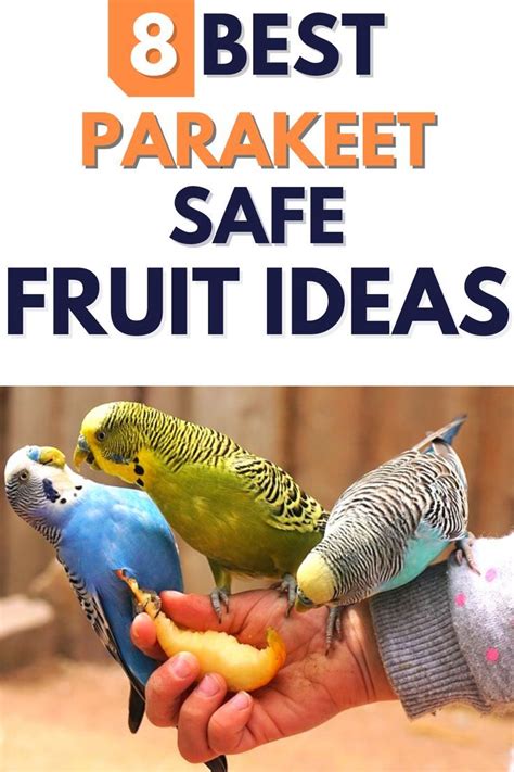 What Fruit Can Budgies Eat?